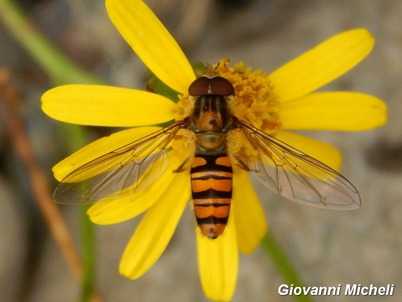 Parco del Ticino 17-10-15